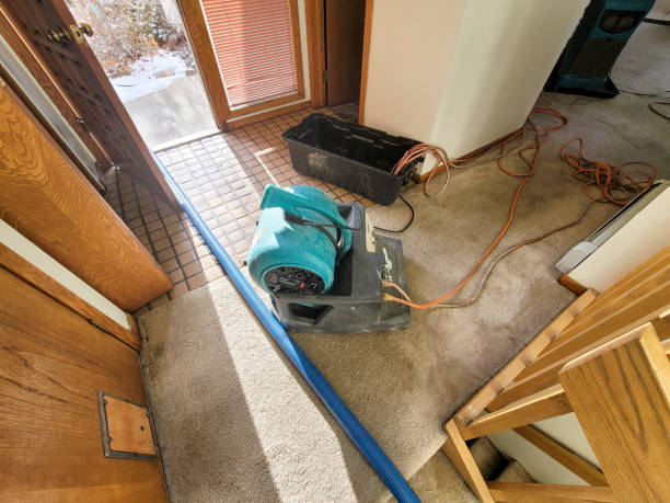 Best Basement water damage restoration  in Oglesby, IL