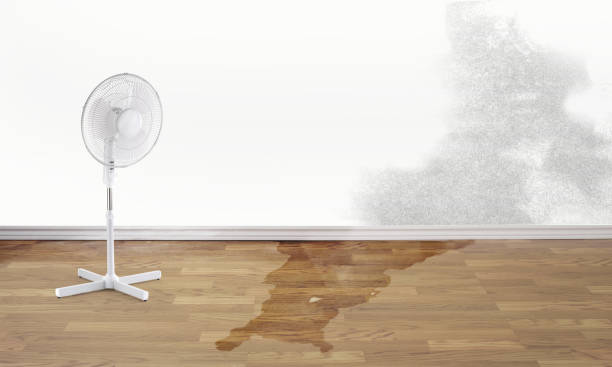Best Water damage contractors near me  in Oglesby, IL